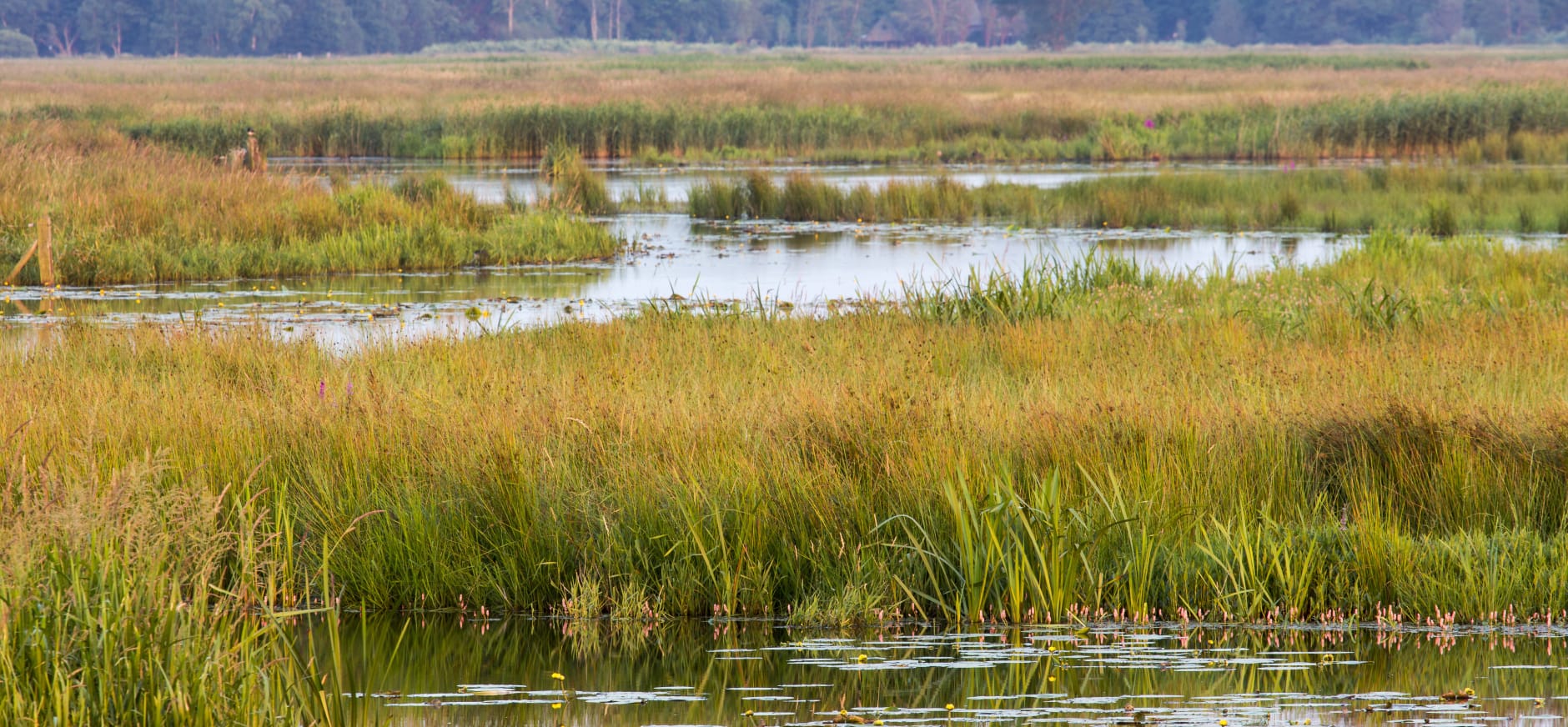 natte natuur